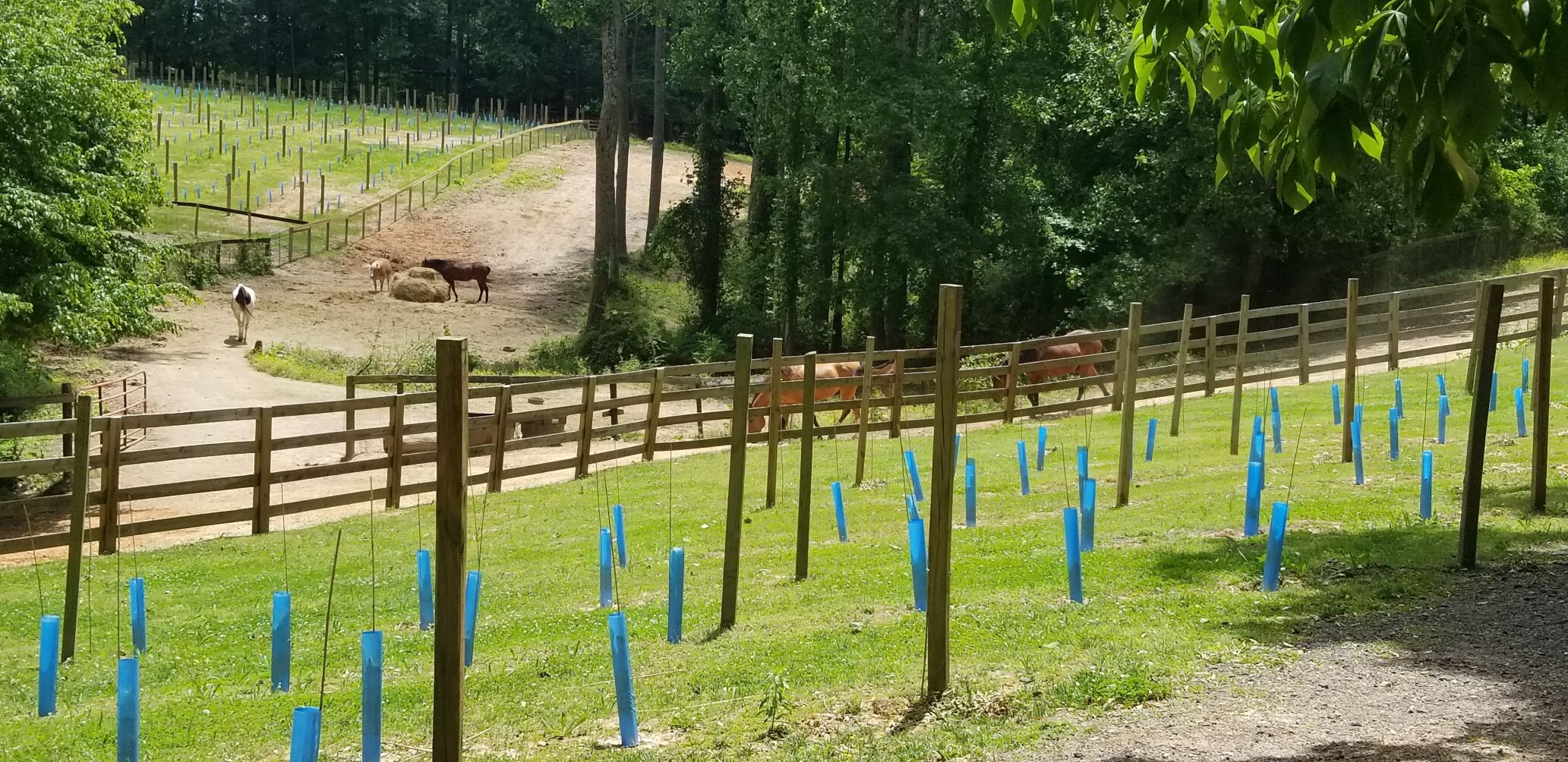 The Painted Horse Winery and Vineyards